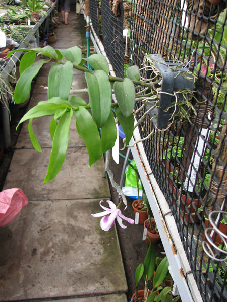 Dendrobium anosmum.jpg