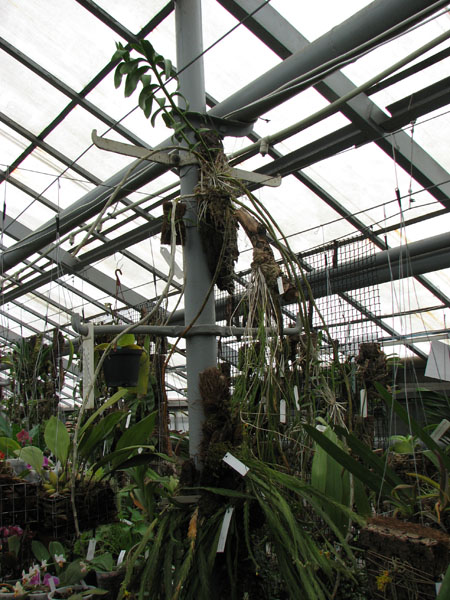 Dendrobium anosmum var giganteum.jpg