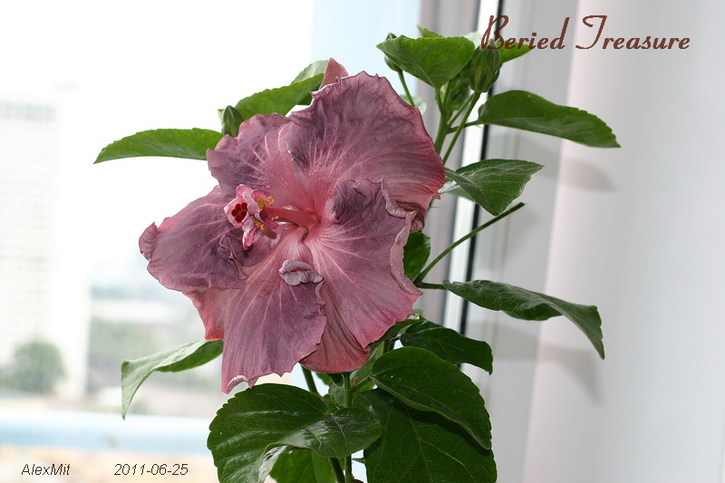 IMG_2352s.JPG