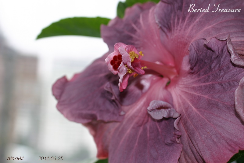 IMG_2353s.JPG