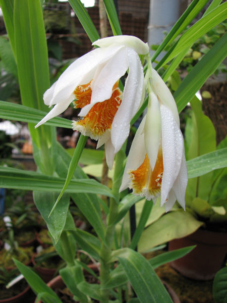 Орхидея Thunia marshalliana - выставочный экземпляр в орхидейной теплице на Тираспольской 43.