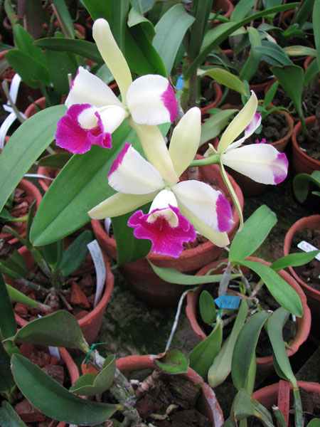 В продаже на orchids.in.ua