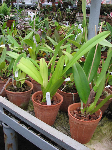 В продаже на orchids.in.ua