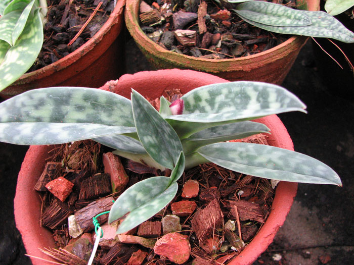 В продаже на orchids.in.ua