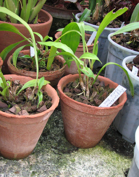 В продаже на orchids.in.ua