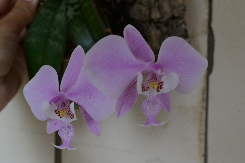 phalaenopsis schilleriana.JPG