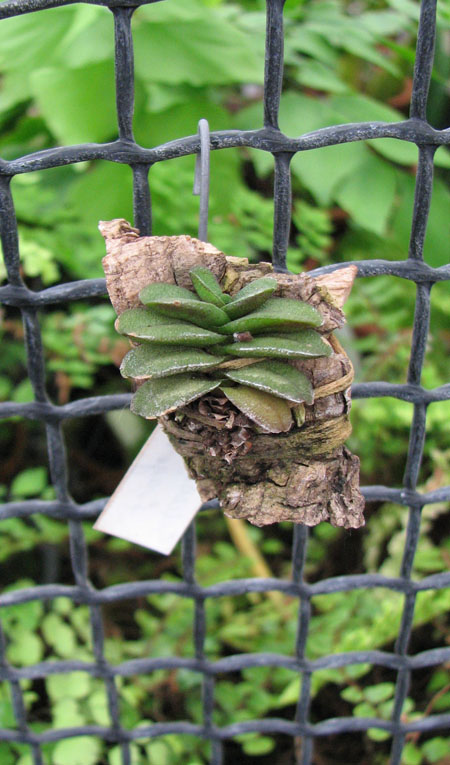 Schoenorchis fragrans 2.jpg