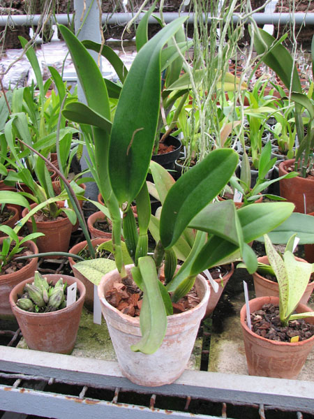 Brassolaeliocattleya Triumphal Coronation 'Seto'.jpg