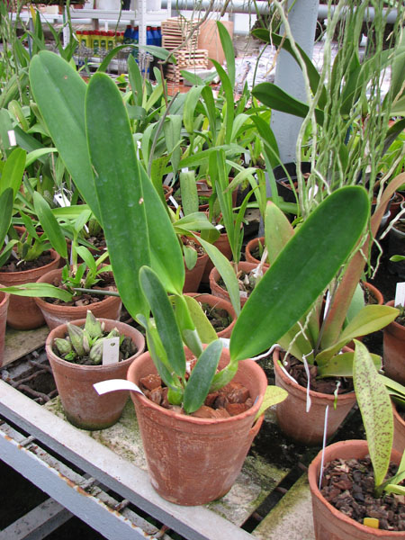 Laeliocattleya C G Roebling 'Blue Indigo'.jpg