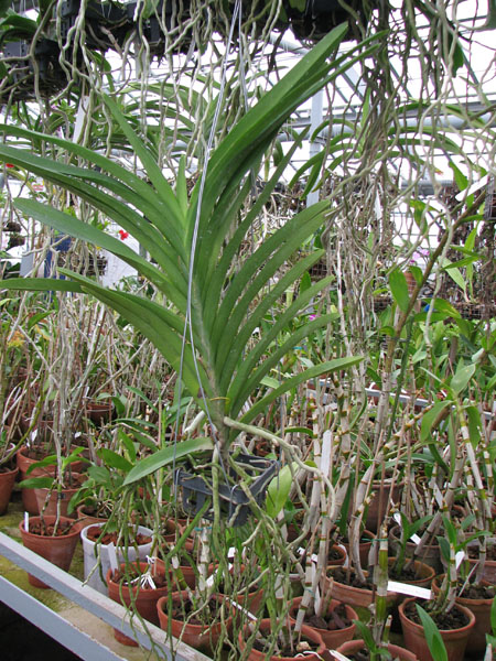 Ascocenda Princess Mikasa Pink.jpg