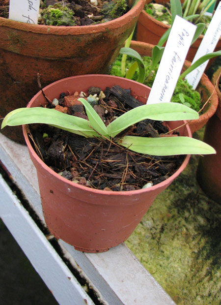 Paphiopedilum fairrieanum 'Yu Tong' x self.jpg
