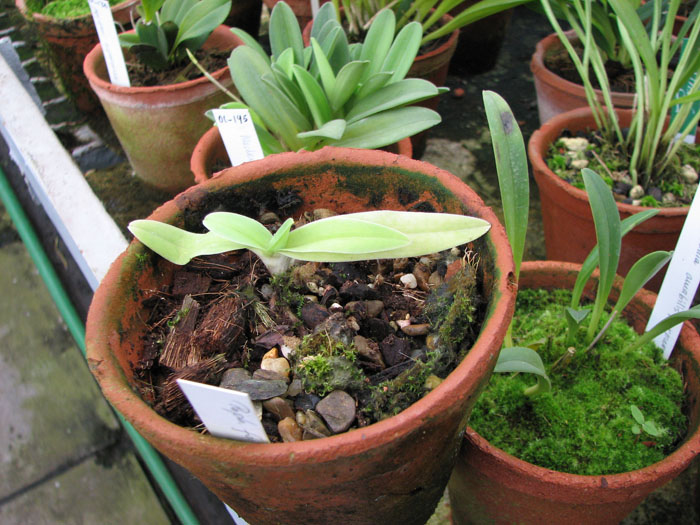 Paphiopedilum fairrieanum.jpg