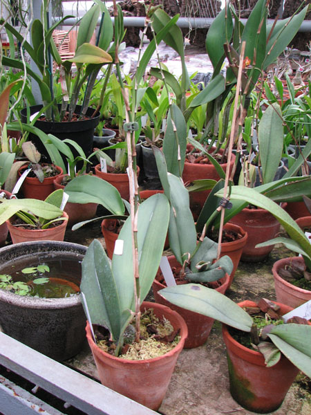 Oncidium Papilio.jpg