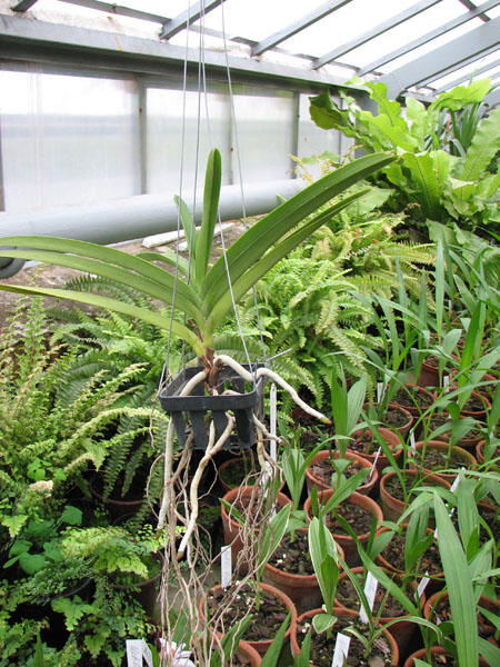 Ascocenda Arthorn.jpg