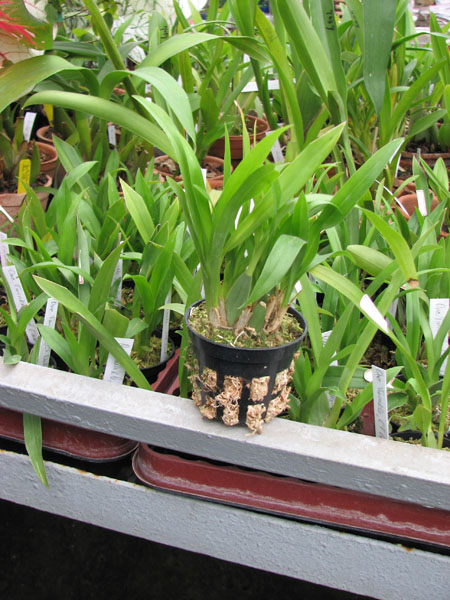 Oncidium Twinkle 'Fragrance Fantasy'.jpg