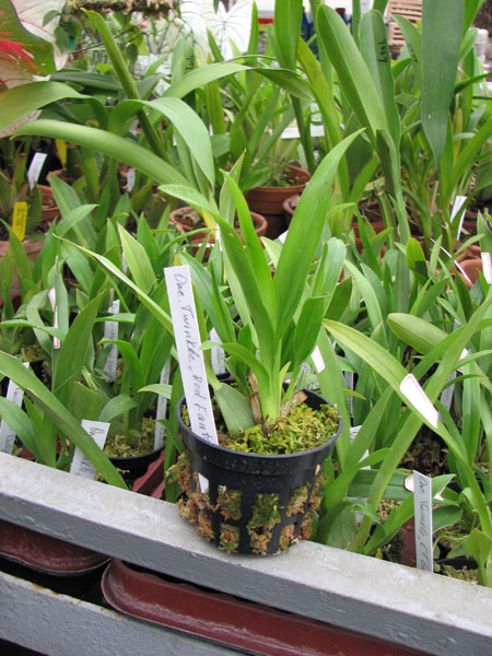 Oncidium Twinkle 'Red Fantasy'.jpg