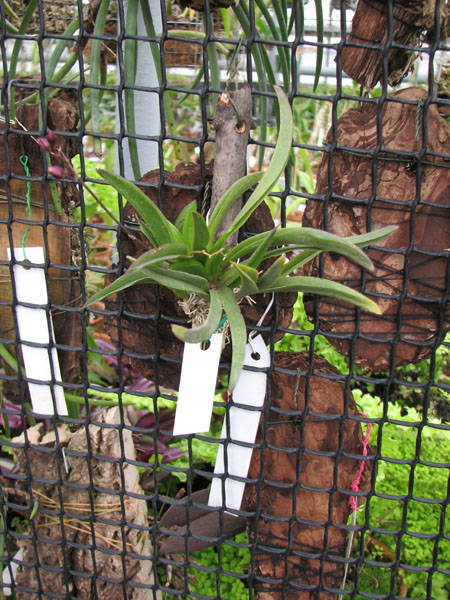 C цветоносом