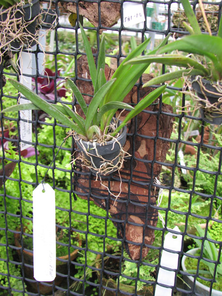 Oncididum (Tolumnea) Jairak Rainbow orange.jpg