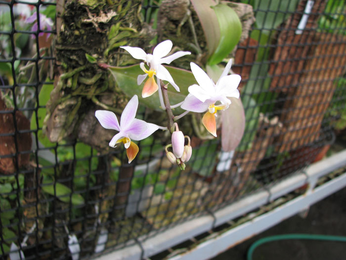 Phalaenopsis equestris var leucotanthe фото.jpg