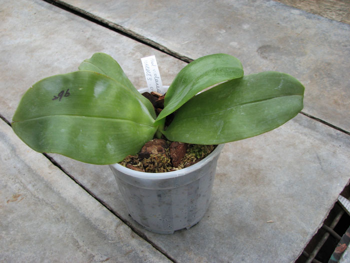 Phalaenopsis violacea.jpg