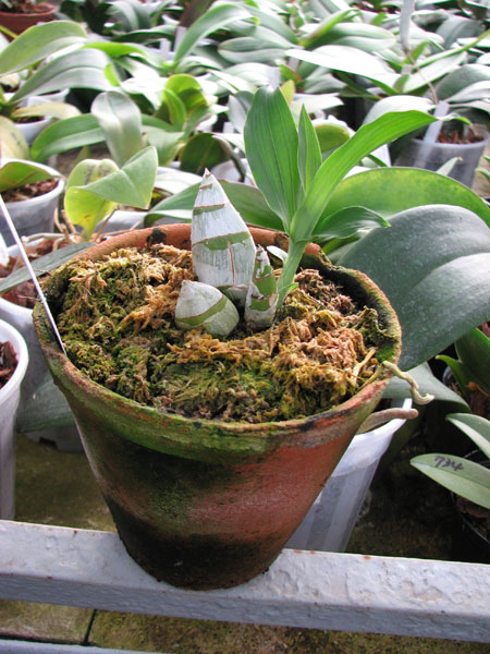 Catasetum cirrhaeoides ( tipo x bicolor ).jpg