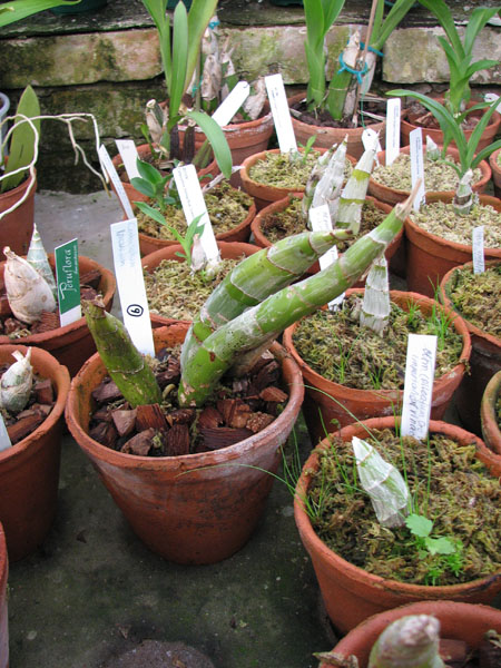 Catasetum incurvum.jpg