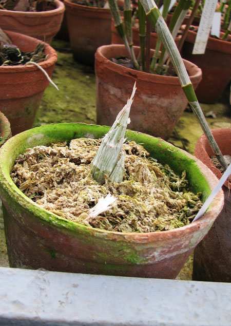 Catasetum osculatum (spoted x super spoted).jpg