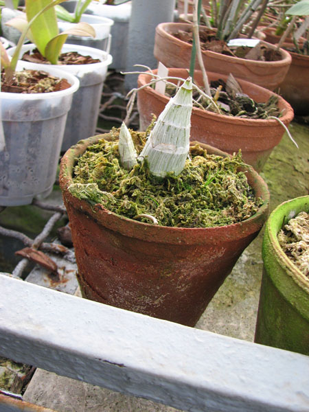 Catasetum pileatum (('Imperialles' x 'Oro Verde') x (amarelo)).jpg