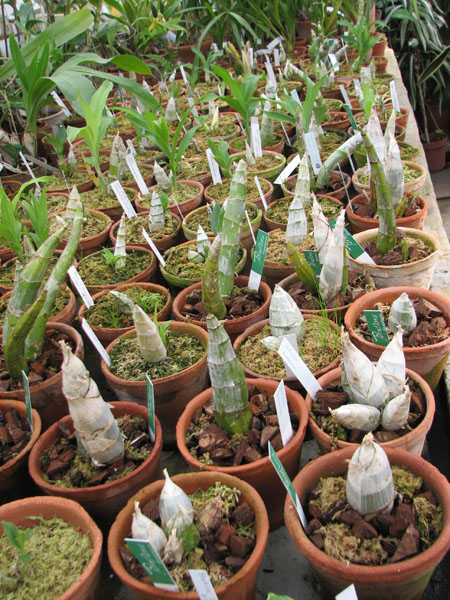 Catasetum orchids.jpg