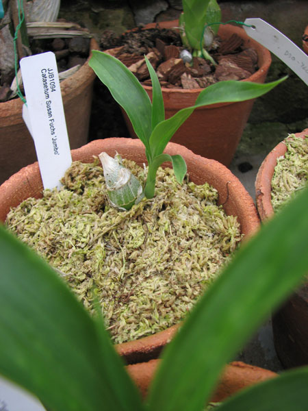 Catasetum Susan Fuchs 'Jumbo' фото.jpg