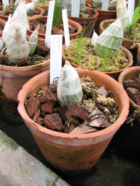 Catasetum schunkei.jpg