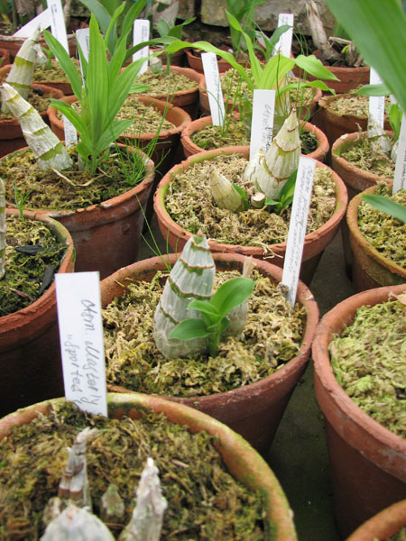 Catasetum pileatum (('Imperialles' x 'Oro Verde') x (amarelo)) фото.jpg