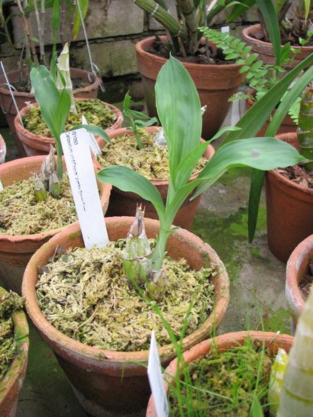 Catasetum viridiflavum 'Jumbo Green Gem'.jpg