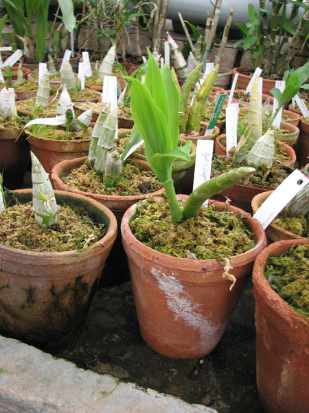 Cycnoches (hagii x barthiorum).jpg