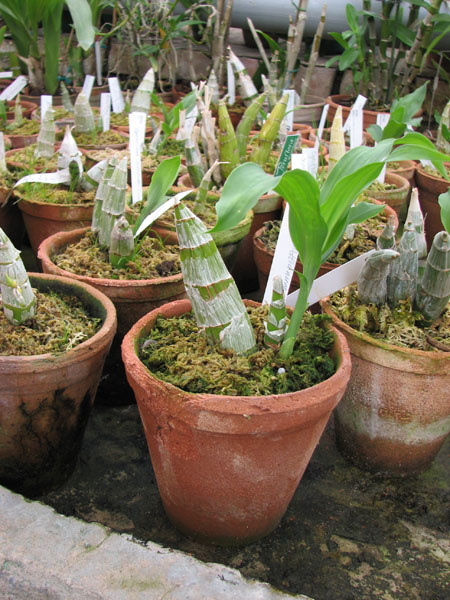 Catasetum schmidtianum фото.jpg