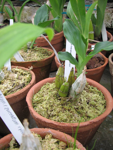 Catasetum fimbriatum 'Golden Horizon'.jpg