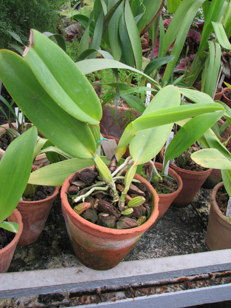 Cattleya warneri semi alba 'Itarana' (Z-30) x Cattleya warneri semi alba orlata.jpg