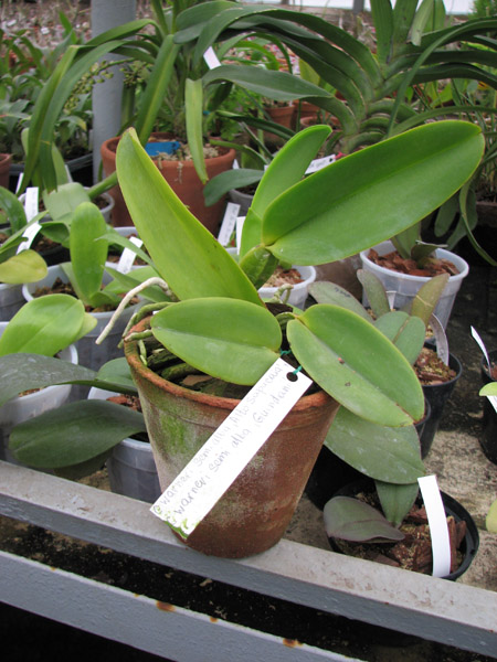 Cattleya warneri semi alba 'Alto Sapucaia' x Cattleya warneri semi alba 'Guindani'.jpg