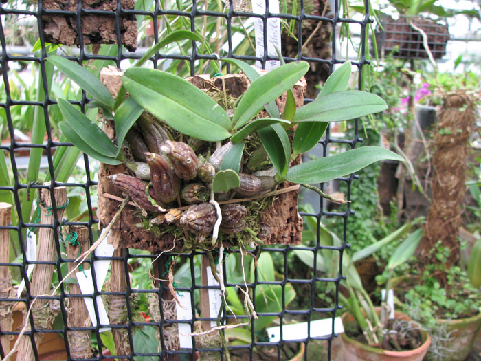 Dendrobium trigonopus.jpg