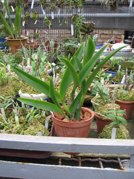Brassocattleya Little Mermaid 'Janet'.jpg