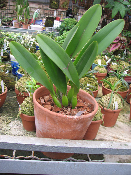 Brassolaeliocattleya Toshie Aoki 'Pizazz Subv OC'.jpg