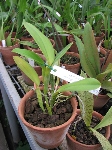 Cattleya warneri alba 'Alvinha' x Laelia praestans alba.jpg