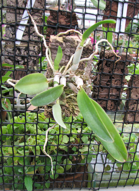 Laelia pumila.jpg