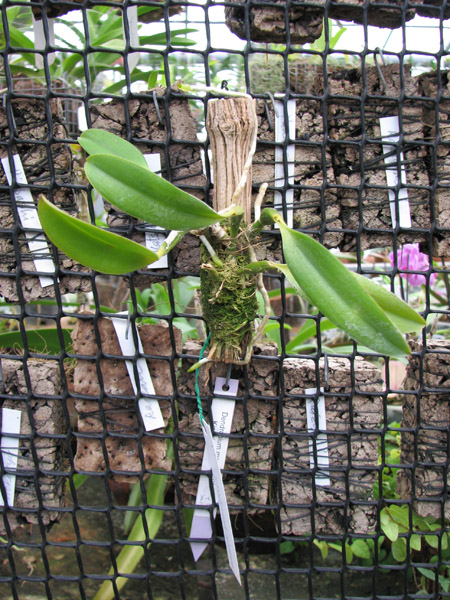 Laelia praestans 240.00 грн.