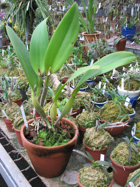 Laeliocattleya Orglade's Grand 'Yu Chang Beauty'.jpg