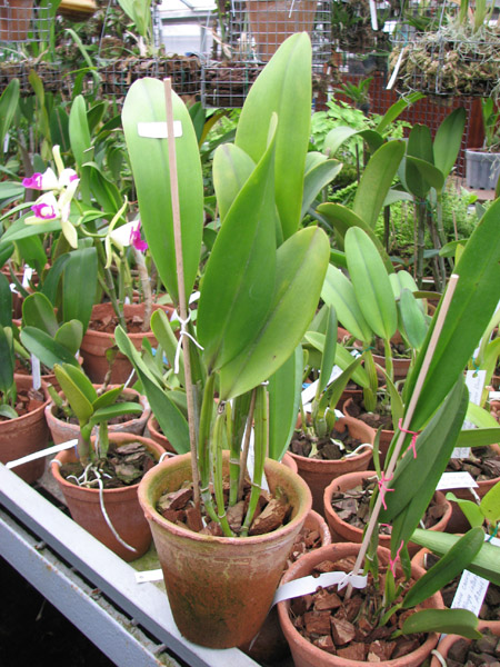 Laeliocattleya Kat Red Panda 'Kendolie'.jpg