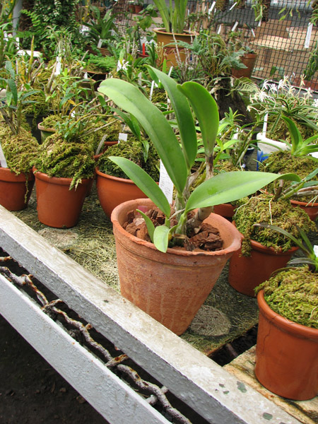 Laeliocattleya (Orglade's Glow-Love Knot) 'Hsinying'.jpg