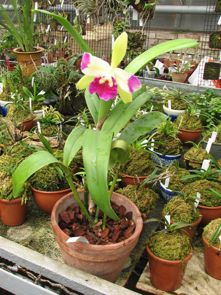 Epilaeliocattleya Mae Bly 'Ching Hua Splash'.jpg