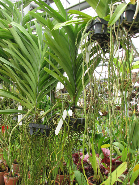 Ascocenda Princess Mikasa Blue.jpg