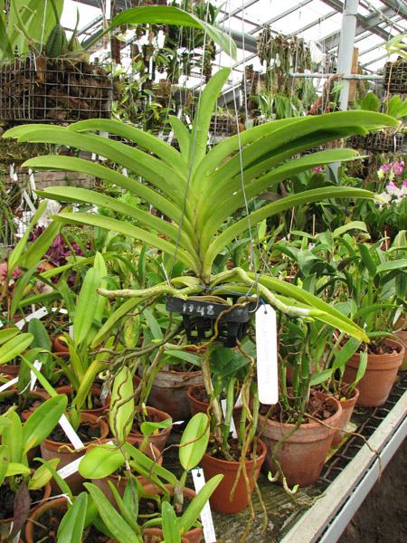 Ascocenda Muang Thong.jpg